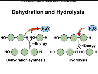 Dehydration and Hydrolysis