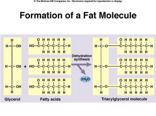 Formation of a Fat Molecule