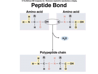 Amino Acid Structure and Formation of the Peptide Bond