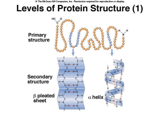 Levels of Protein Structure (1)