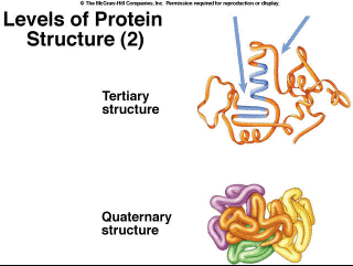 Levels of Protein Structure (2)