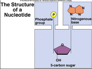 The Structure of a Nucleotide