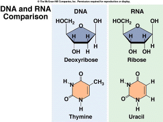 DNA and RNA Comparison