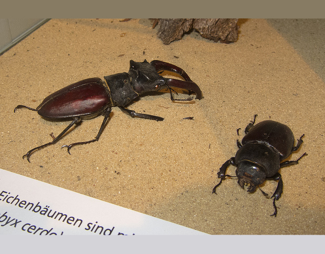 stag beetles