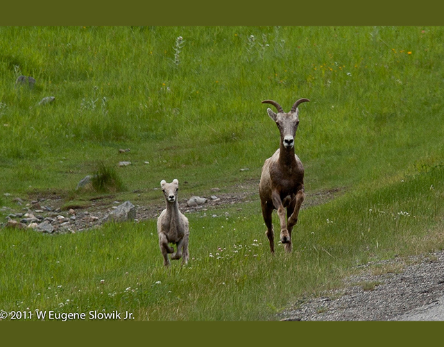 big horned sheep