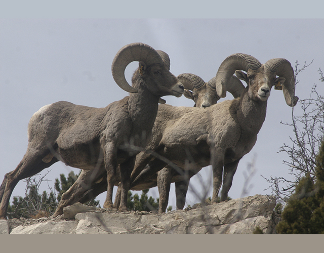 big horned sheep