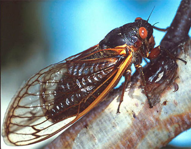 cicada