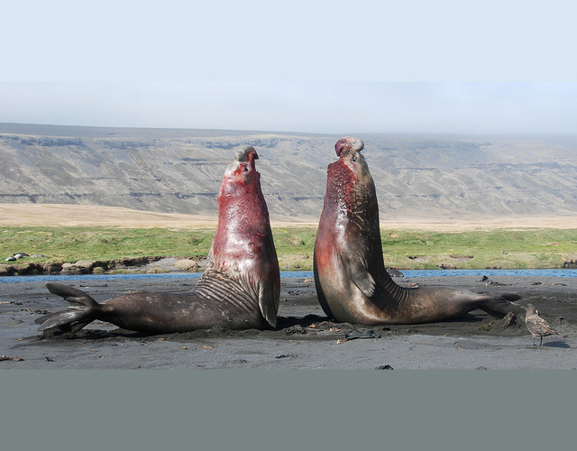 two elephant seals