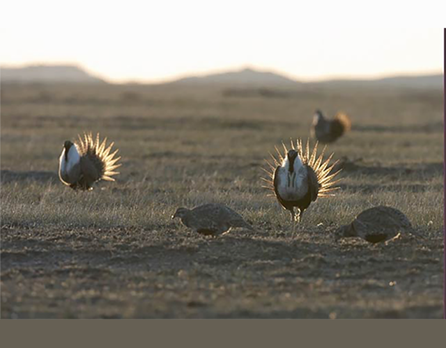 greater sage grouse