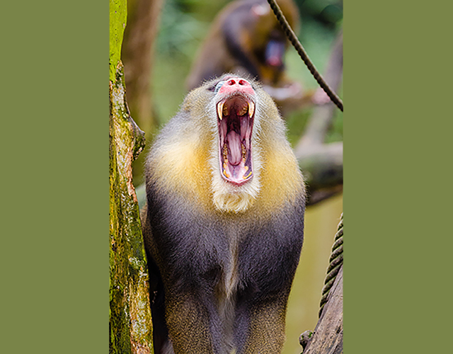 mandrill