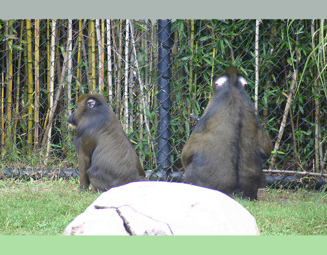 two mandrills