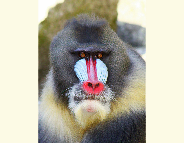 mandrill