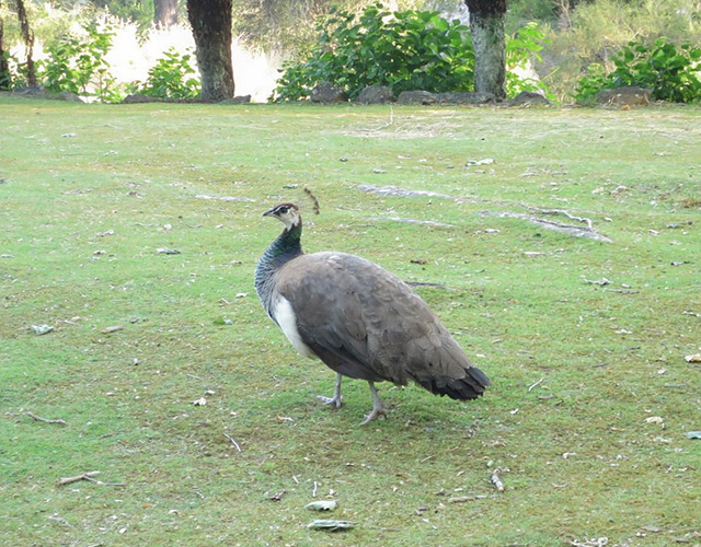 peafowl