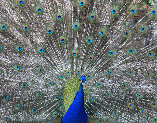 peafowl